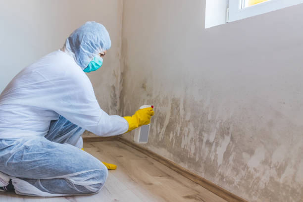 Licensed Crawl Space Mold Removal service in Winchester, VA - WQB Mold Removal